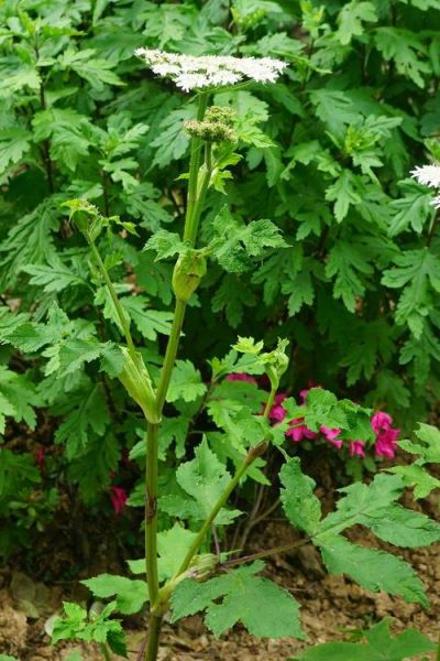 白芷种植前景如何_白芷价格走势预测