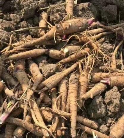 白芷种植前景如何_白芷价格走势预测