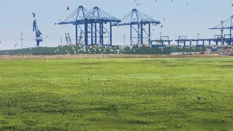 水运行业未来五年发展趋势_如何抓住绿色航运红利