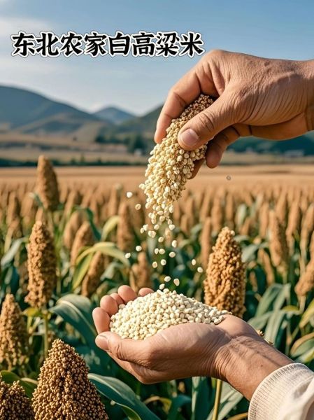 米商前景怎么样_现在做米商还能赚钱吗