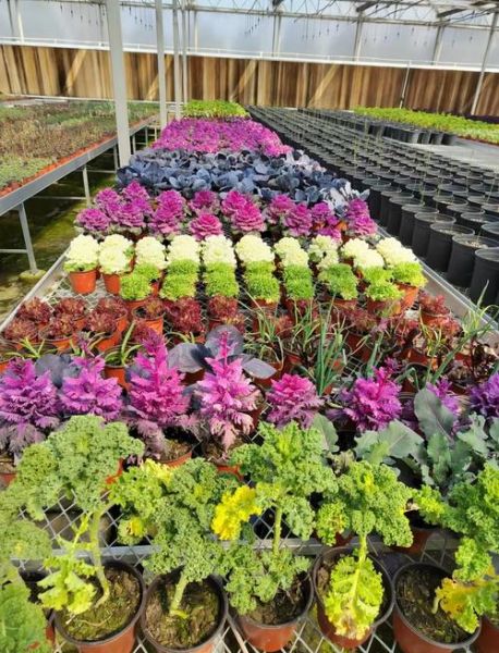 蔬菜种植前景怎么样_2024年最赚钱品种