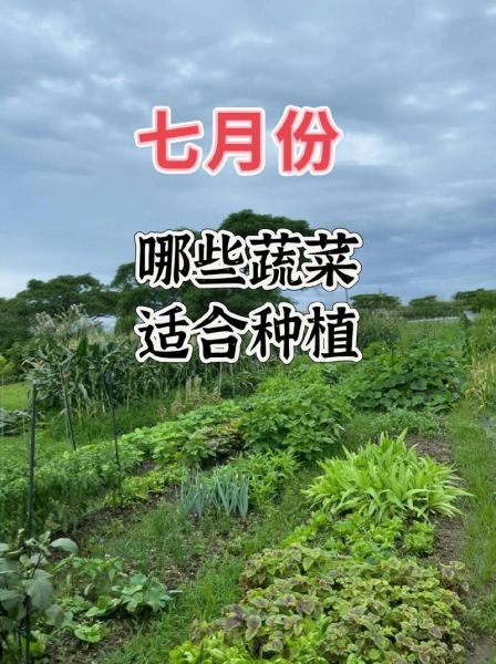 蔬菜种植前景怎么样_2024年最赚钱品种