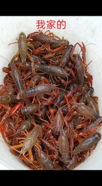 龙虾养殖赚钱吗_龙虾市场前景怎么样