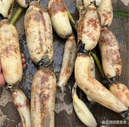 莲藕怎么挑选_莲藕批发价格多少钱一斤