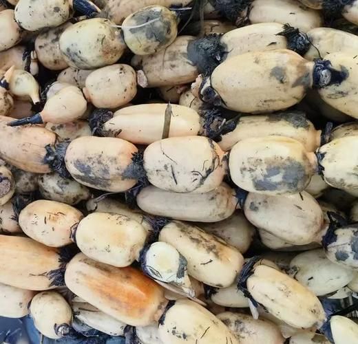 莲藕怎么挑选_莲藕批发价格多少钱一斤