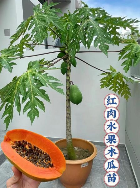 木瓜种植前景怎么样_木瓜种植赚钱吗
