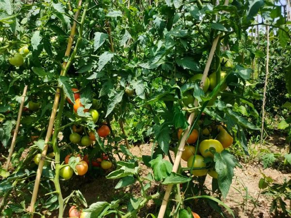 蔬菜种植赚钱吗_2024蔬菜市场前景如何