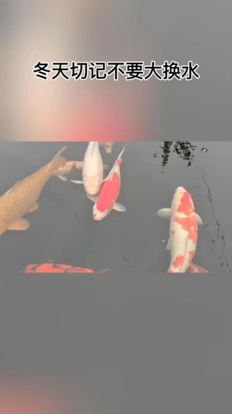 锦鲤养殖赚钱吗_锦鲤市场前景如何