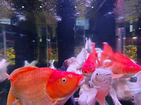 锦鲤养殖赚钱吗_锦鲤市场前景如何