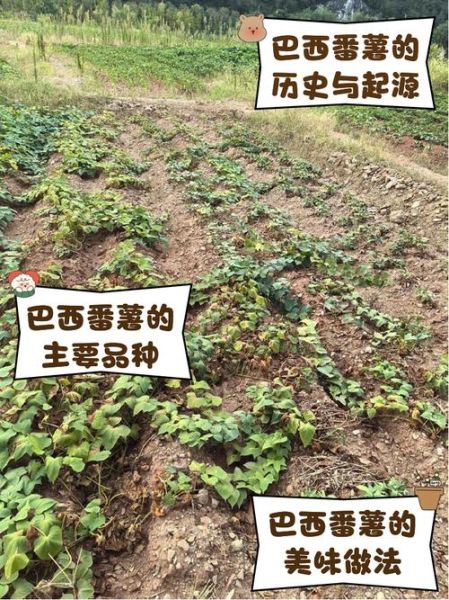 番薯前景怎么样_2024年种植能赚钱吗