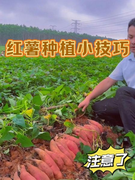 番薯前景怎么样_2024年种植能赚钱吗