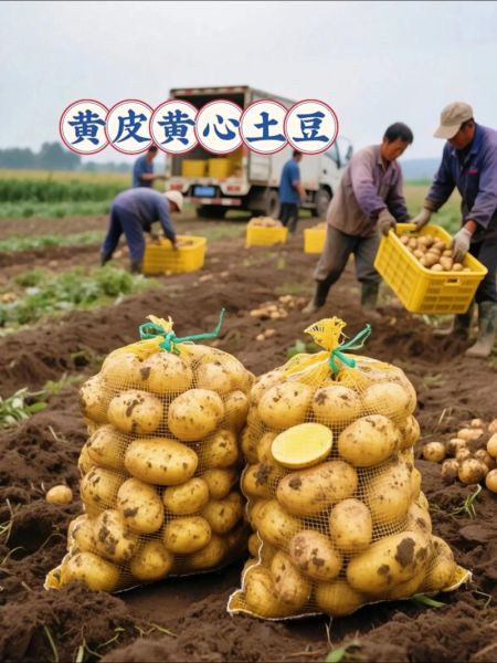 洋芋种植前景如何_洋芋未来市场趋势