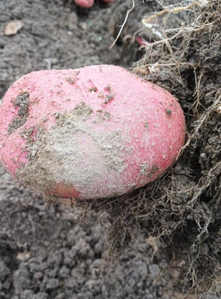 洋芋种植前景如何_洋芋未来市场趋势