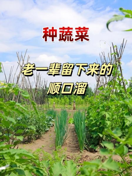 蔬菜种植赚钱吗_蔬菜种植技术有哪些