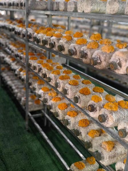 食用菌种植前景如何_食用菌深加工有哪些商机