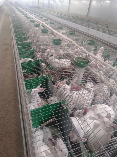 2016年肉兔养殖赚钱吗_肉兔市场前景分析