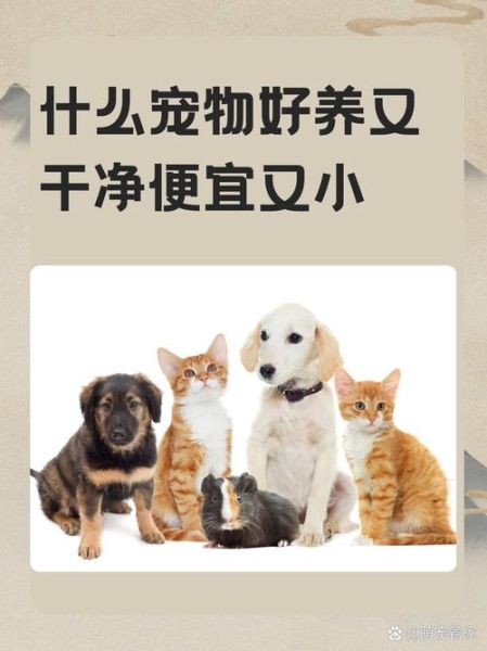 宠物养殖赚钱吗_新手如何开始宠物养殖