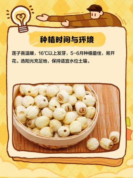 莲子种植前景怎么样_莲子市场行情分析