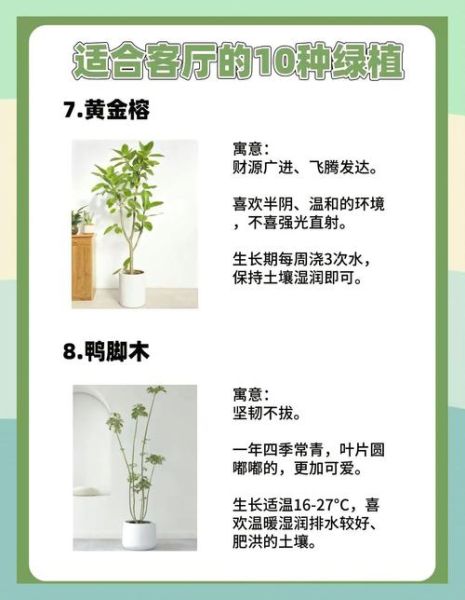 绿植行业前景怎么样_新手如何入局