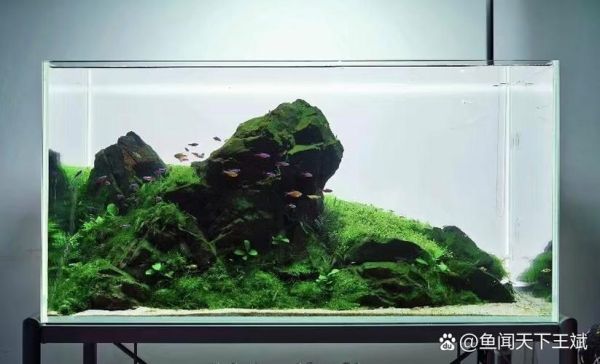 水族市场前景怎么样_水族行业赚钱吗