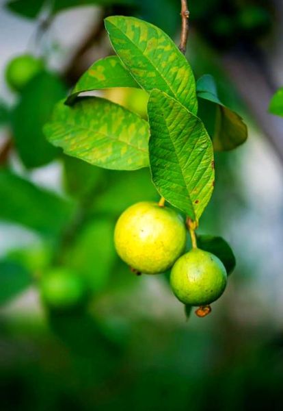 番石榴种植前景怎么样_番石榴种植赚钱吗