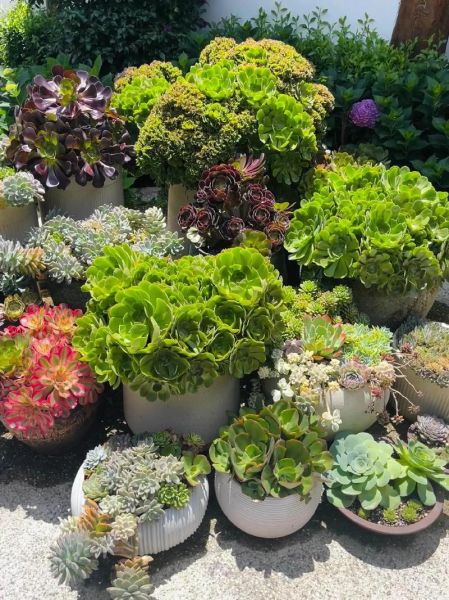 多肉植物市场前景怎么样_多肉植物赚钱吗