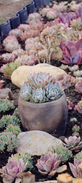 多肉植物市场前景怎么样_多肉植物赚钱吗