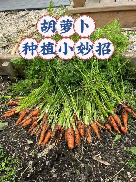 胡萝卜种植前景如何_2024年胡萝卜价格走势