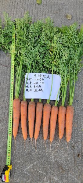 胡萝卜种植前景如何_2024年胡萝卜价格走势