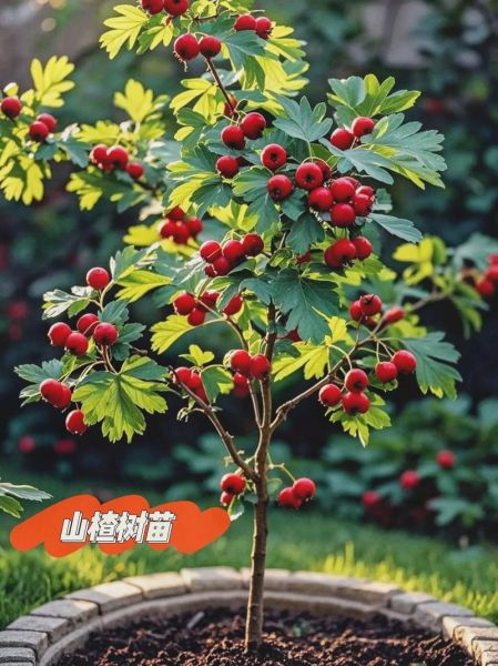 山楂种植前景怎么样_山楂深加工赚钱吗