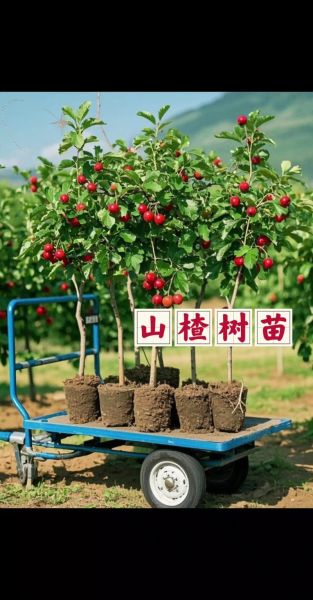 山楂种植前景怎么样_山楂深加工赚钱吗