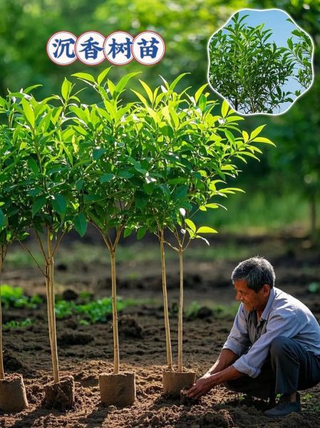 苗木种植前景怎么样_苗木种植利润高吗