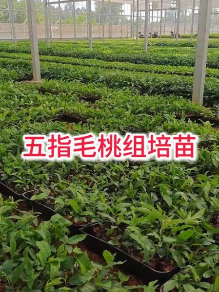 苗木种植前景怎么样_苗木种植利润高吗