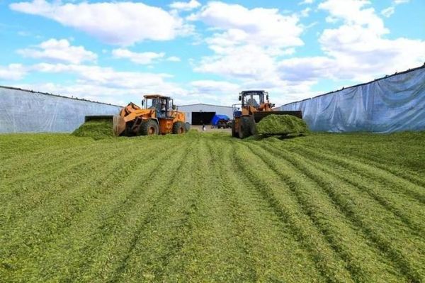 青贮饲料前景怎么样_2024年市场机会在哪