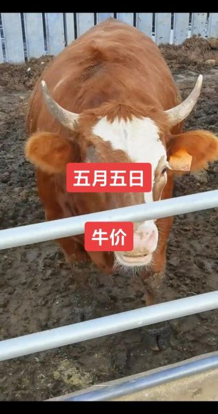 肉牛养殖成本怎么算_一头牛利润多少