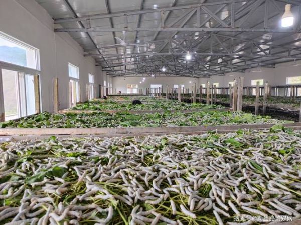 种桑养蚕前景怎么样_利润高吗