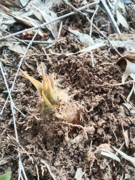 笋业前景怎么样_2024年竹笋种植赚钱吗