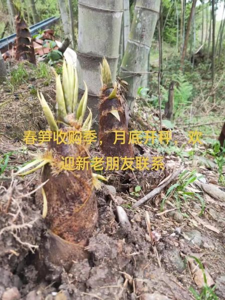 笋业前景怎么样_2024年竹笋种植赚钱吗