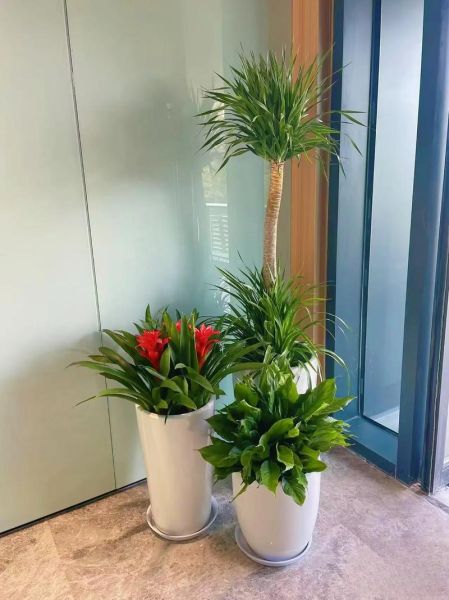 花卉公司怎么选_花卉公司哪家好