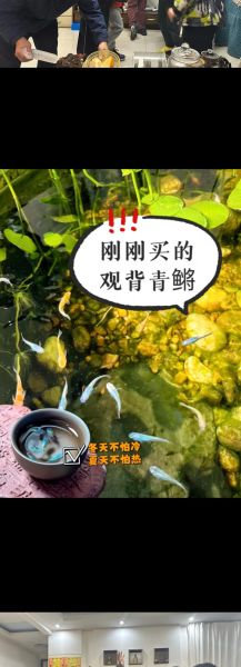 观赏鱼市场前景如何_2024年还能赚钱吗