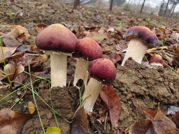 食用菌行业前景如何_食用菌种植利润怎么样