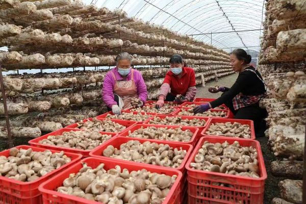食用菌行业前景如何_食用菌种植利润怎么样