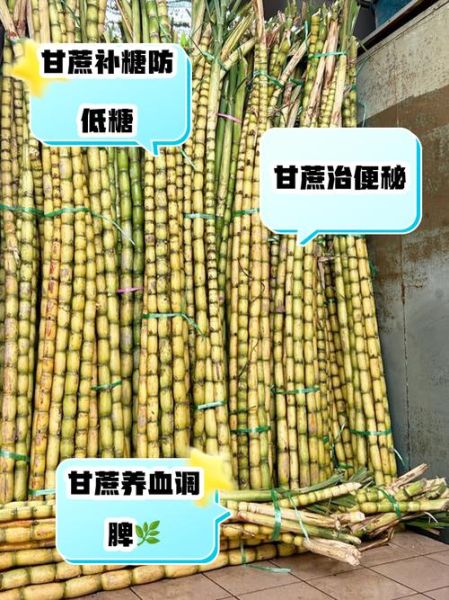 甘蔗种植前景如何_甘蔗价格受哪些因素影响
