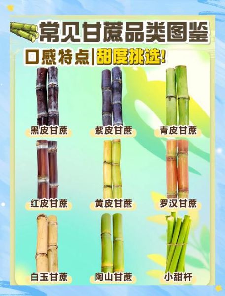 甘蔗种植前景如何_甘蔗价格受哪些因素影响