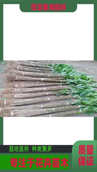 杜仲种植前景怎么样_杜仲产业未来五年能赚多少钱