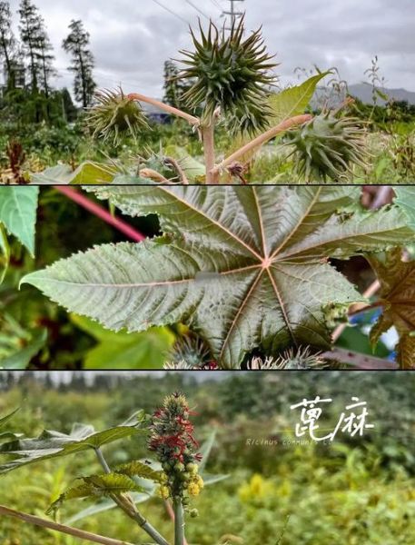 蓖麻种植前景怎么样_蓖麻油市场前景分析