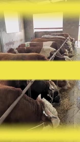 2024年养殖业还能赚钱吗_新手如何低成本入行