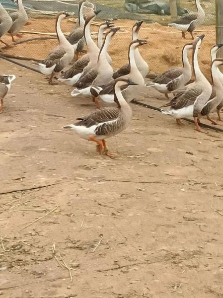 2024年养殖业还能赚钱吗_新手如何低成本入行