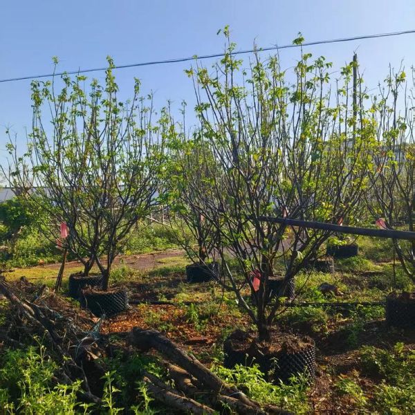苗圃赚钱吗_苗圃未来前景怎么样