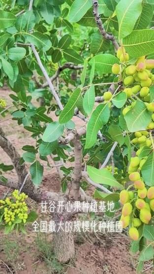 开心果种植前景如何_开心果市场潜力大吗